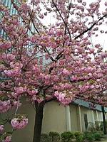 Cerisier du japon (prise a Lyon)(4)